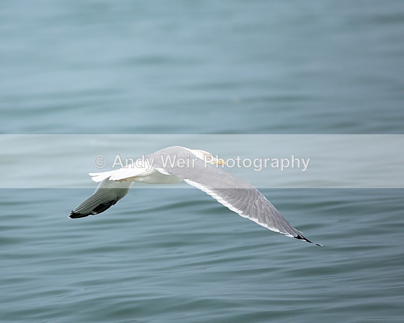20140929-3K8A5815 - Yellow-legged Gull