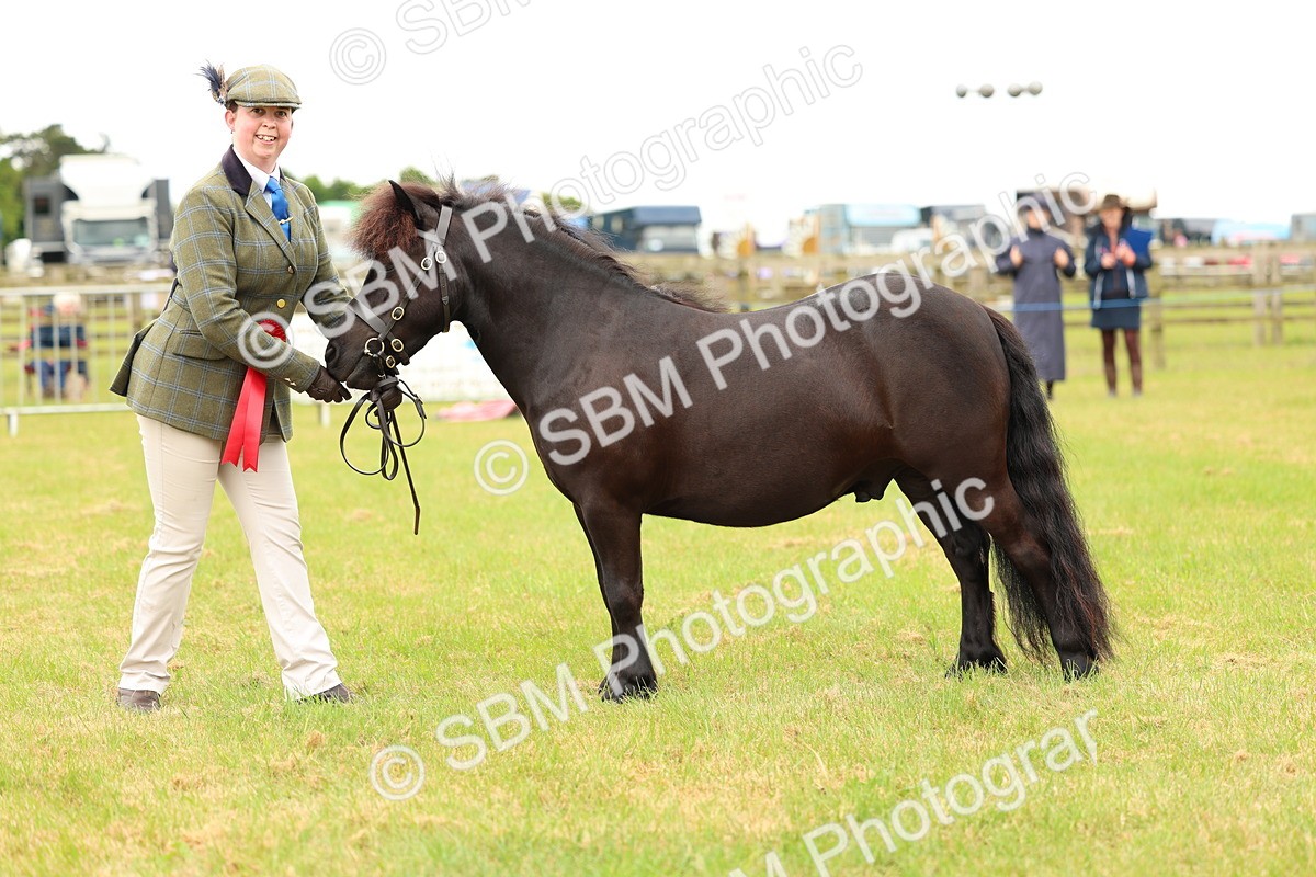 SBM_04342 - Class 64-67 - Shetland Pony In Hand