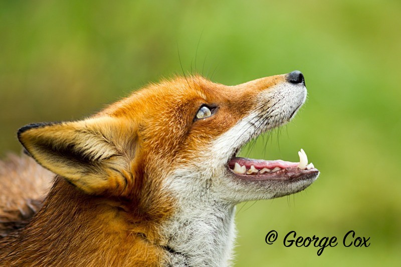 Red Fox - Mammals