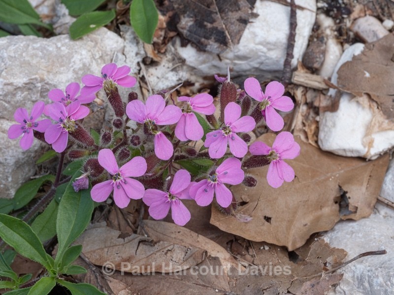 Rock soapwort (Saponaria ocymoides) - Gargano - Wild Flowers