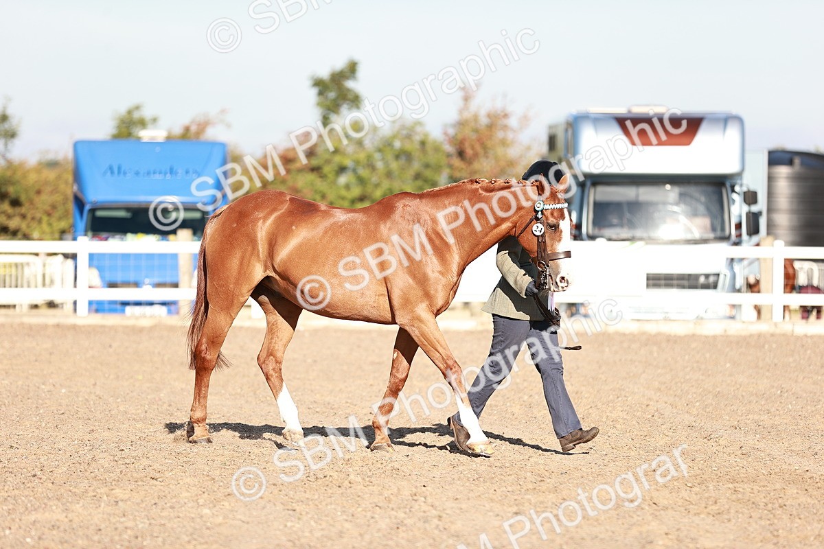 SBM_11240 - Class 401 - IH  Veteran horse