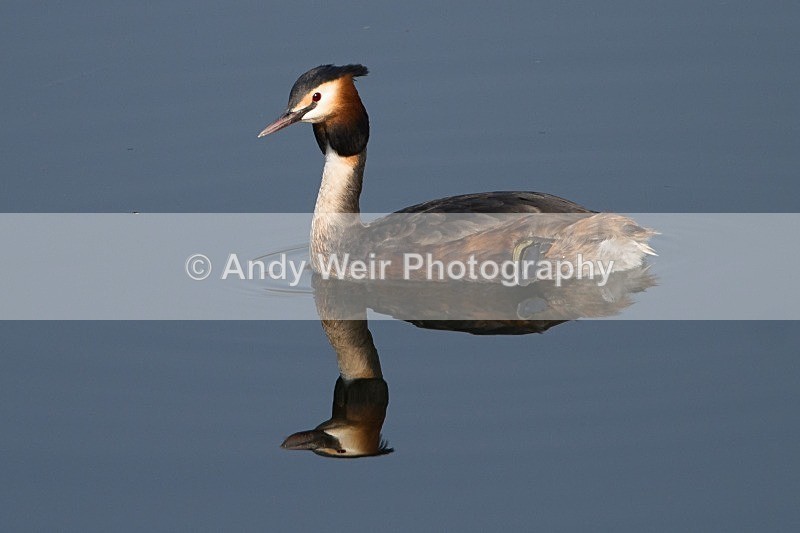 20120324-_MG_9919 - Gt. Crested & Little Grebes