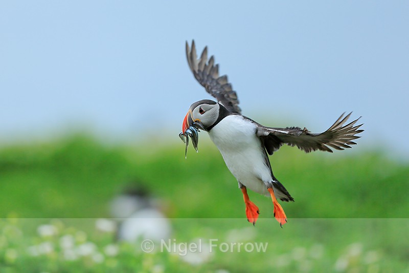 Atlantic Puffin about to land, Farne Islands - Puffin