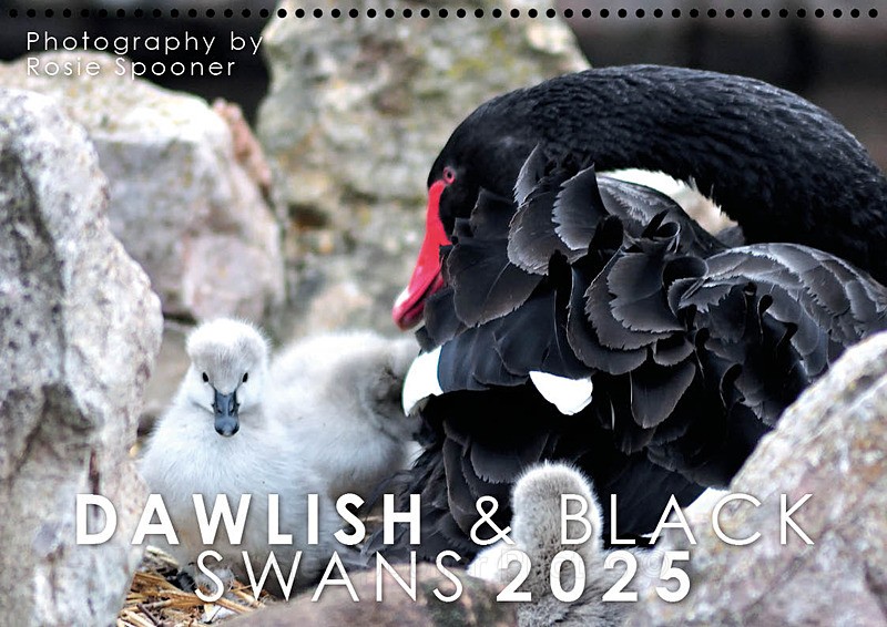 SOLD OUT Dawlish and Black Swans Calendar - Calendars 2025