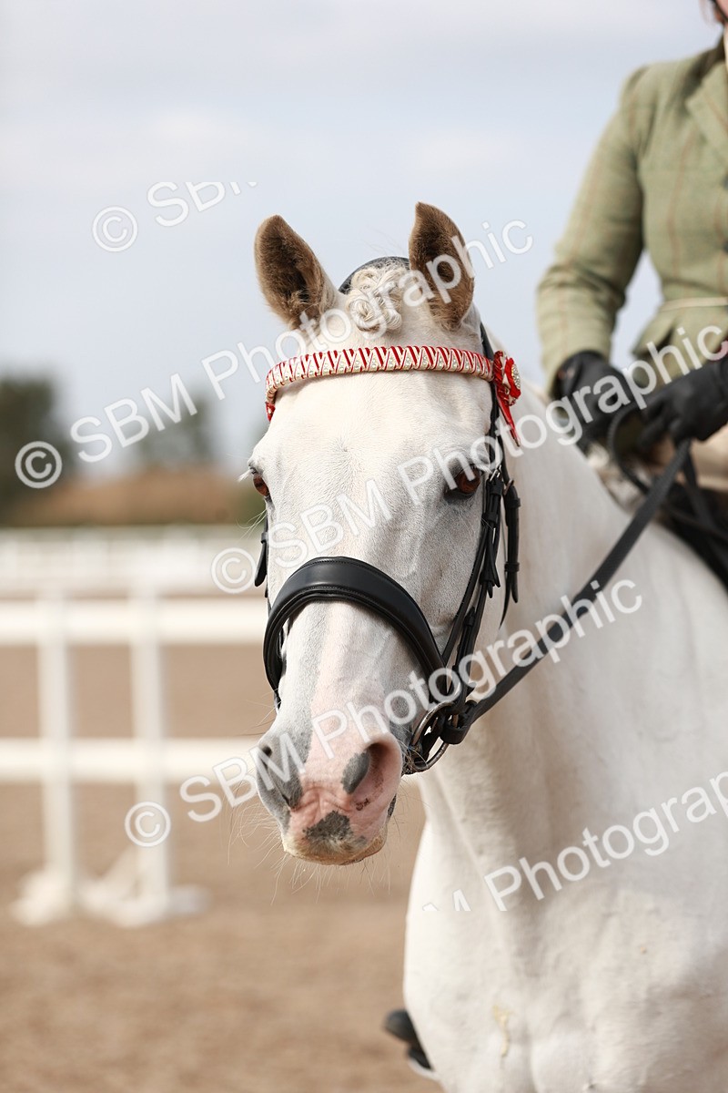 SBM_17545 - Class 215 Ridden Hack/ Riding Horse