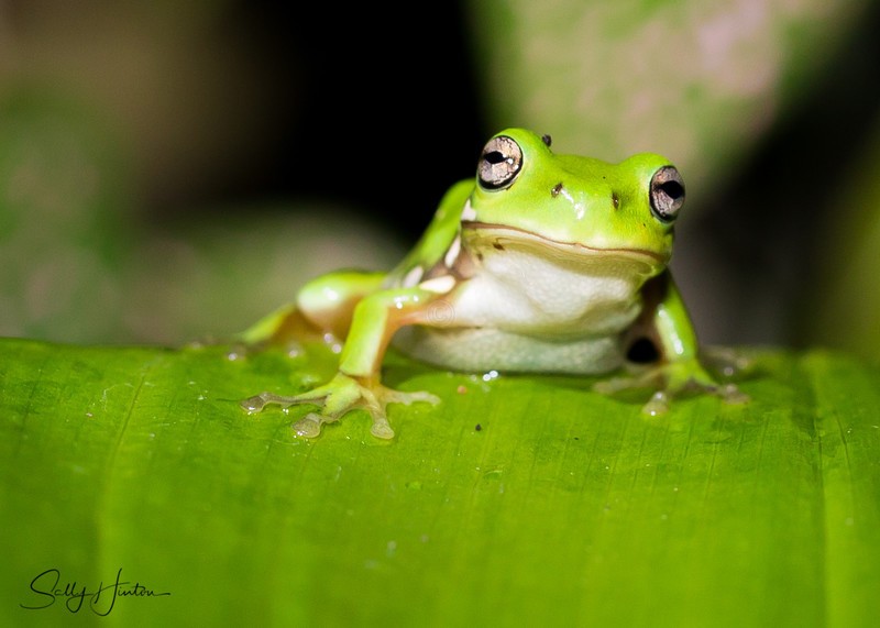 Frog on Leaf 3