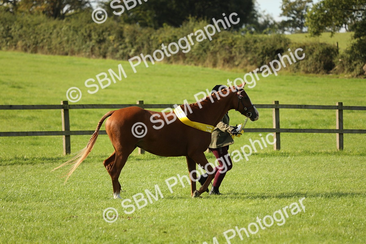 SBM_61072 - S44 - Part Bred Pony In hand