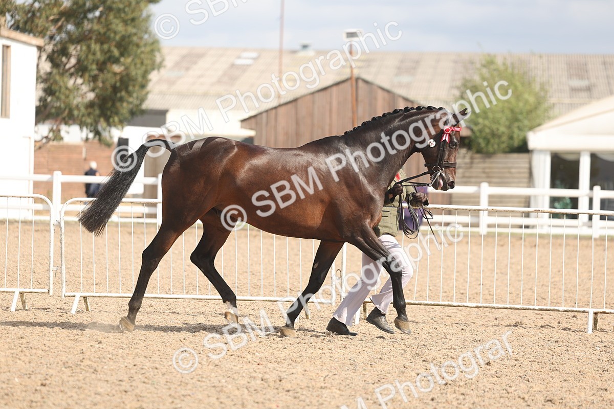 SBM_06834 - Class 25 - IH Foreign Breeds - Purebred