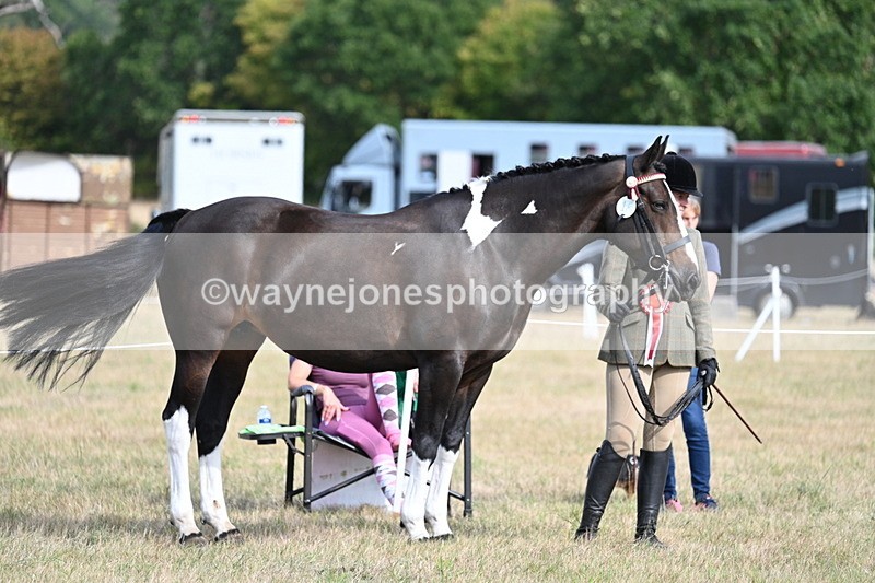 WJ7_8199 - In-hand Championship