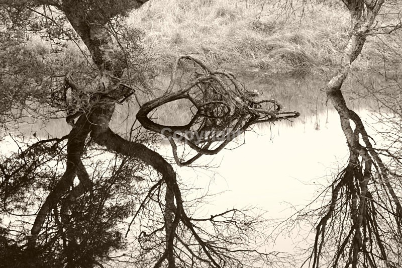  - Woodland