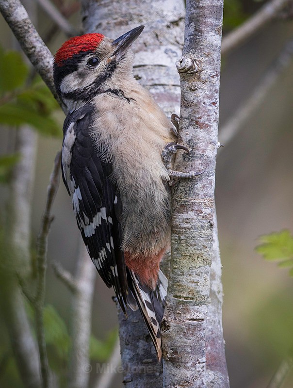 WOODPECKER CHICK 1 - WOODPECKER FLEDGLINGS