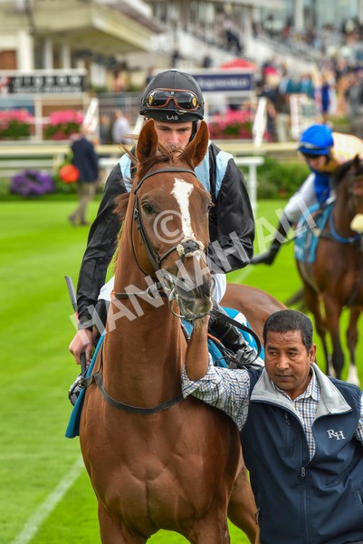 230923-Race 2-Palamon-6005 - Race 2 2.35pm jigsawsportsbranding.co.uk Handicap