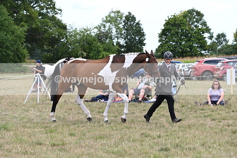 WJ6_6069 - Class 19 In-hand Veterans (Uploaded correct folder)