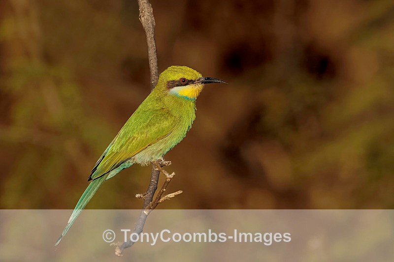 Swallowtail Bee-eater - Botswana ~ Birds