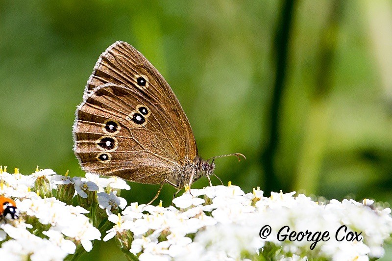 ringlet pyrenees