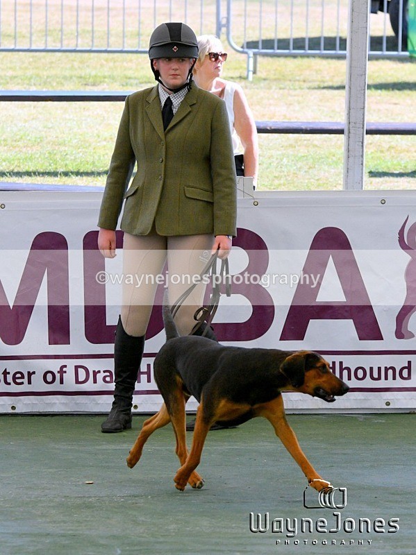 WJ5_0597 - Berks & Bucks at the Great Yorkshire Show 2025
