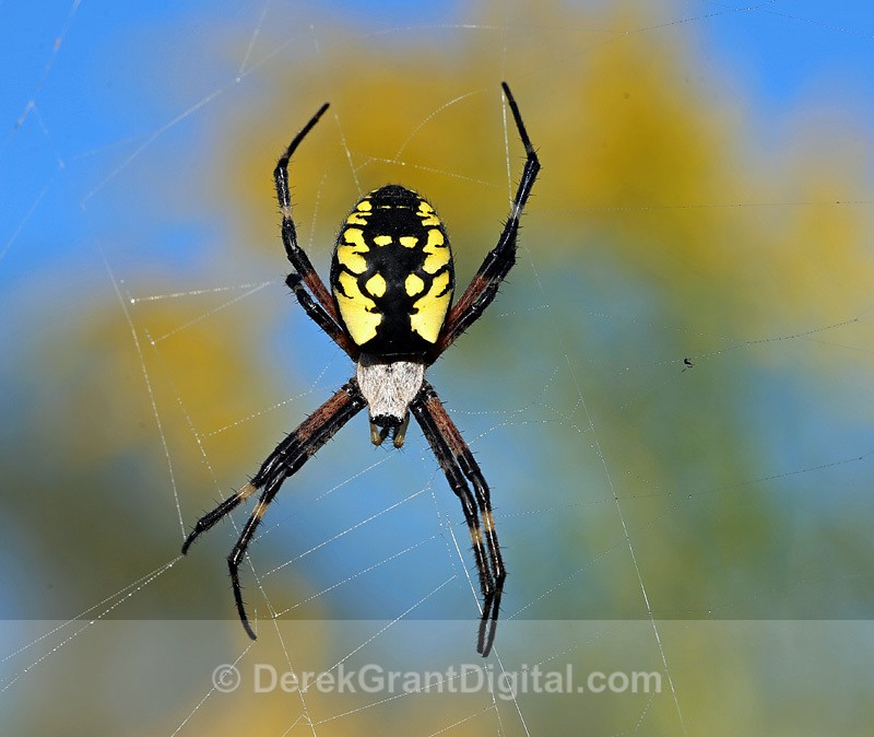 Argiope aurantia (f) - Spiders of Atlantic Canada
