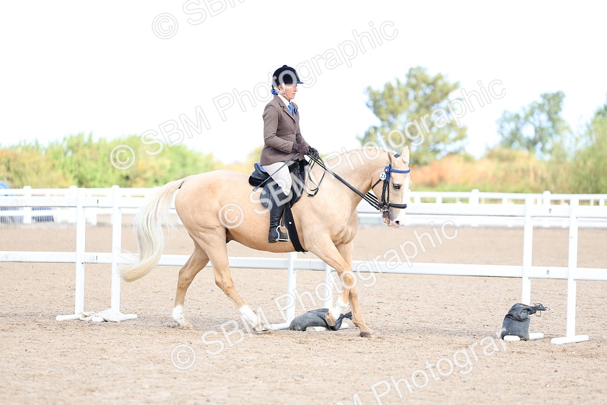 SBM_11200 - Class 306 - Ridden Foreign Breeds - Part Bred