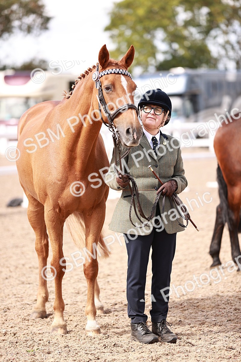 SBM_14198 - Class 407 - IH Hack Riding Horse