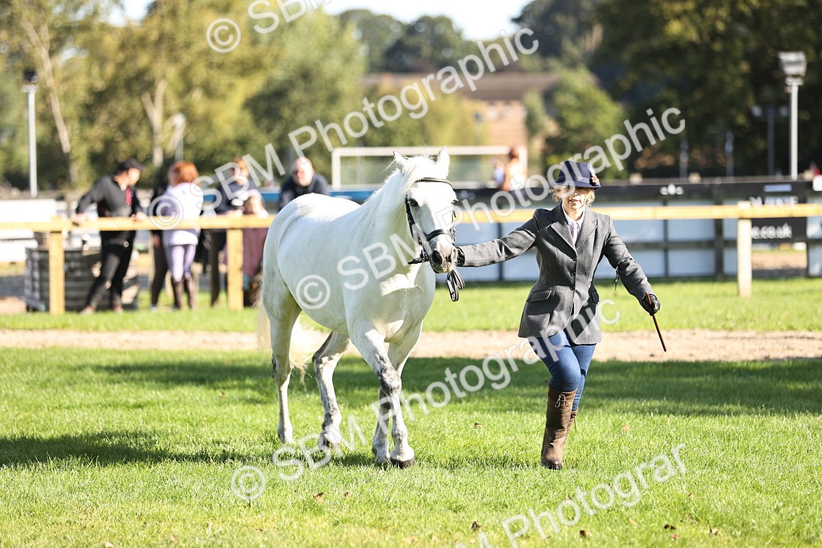 SBM_15928 - S1 - TSR in Hand Horse & Pony Showing