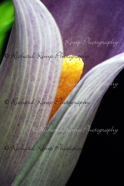 Cala Lily 2 - Plants