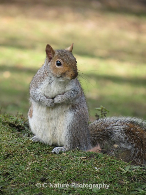 Grey Squirrel - Animals