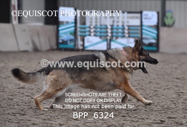 BPP_6324 - CARLA DOGS