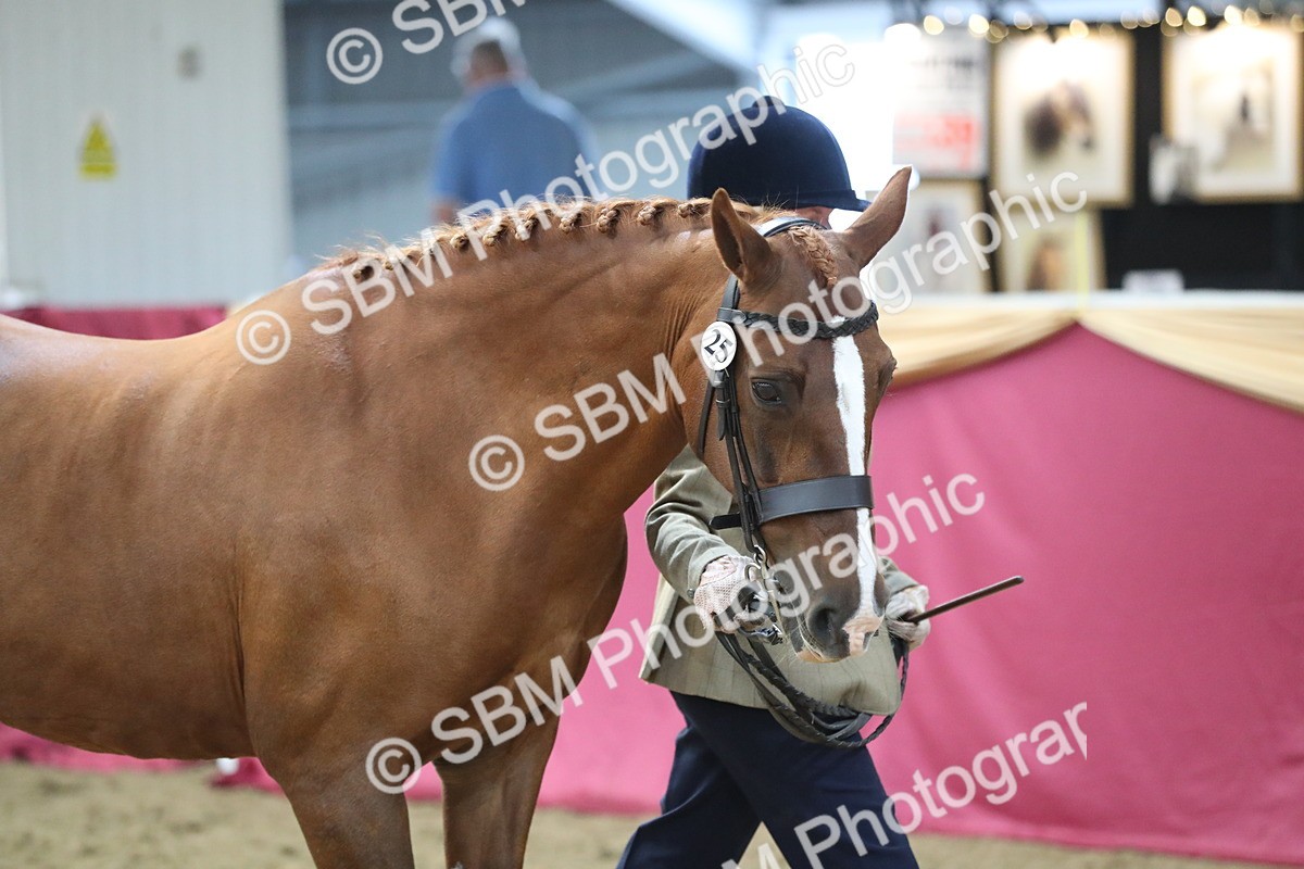 SBM_06513 - Regional IH Champ