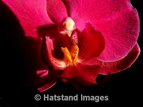 Pink Orchid - nature