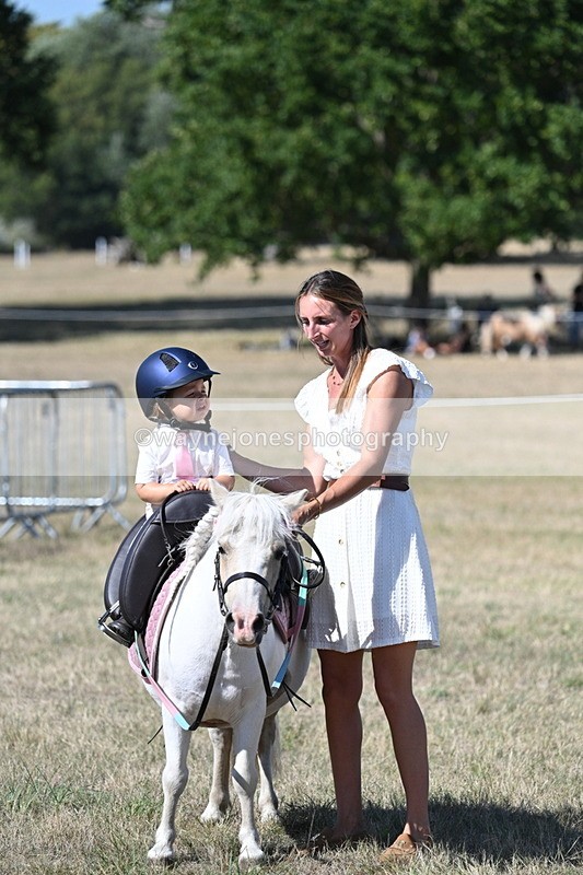 WJ7_1347 - Class 41 Prettiest Mare