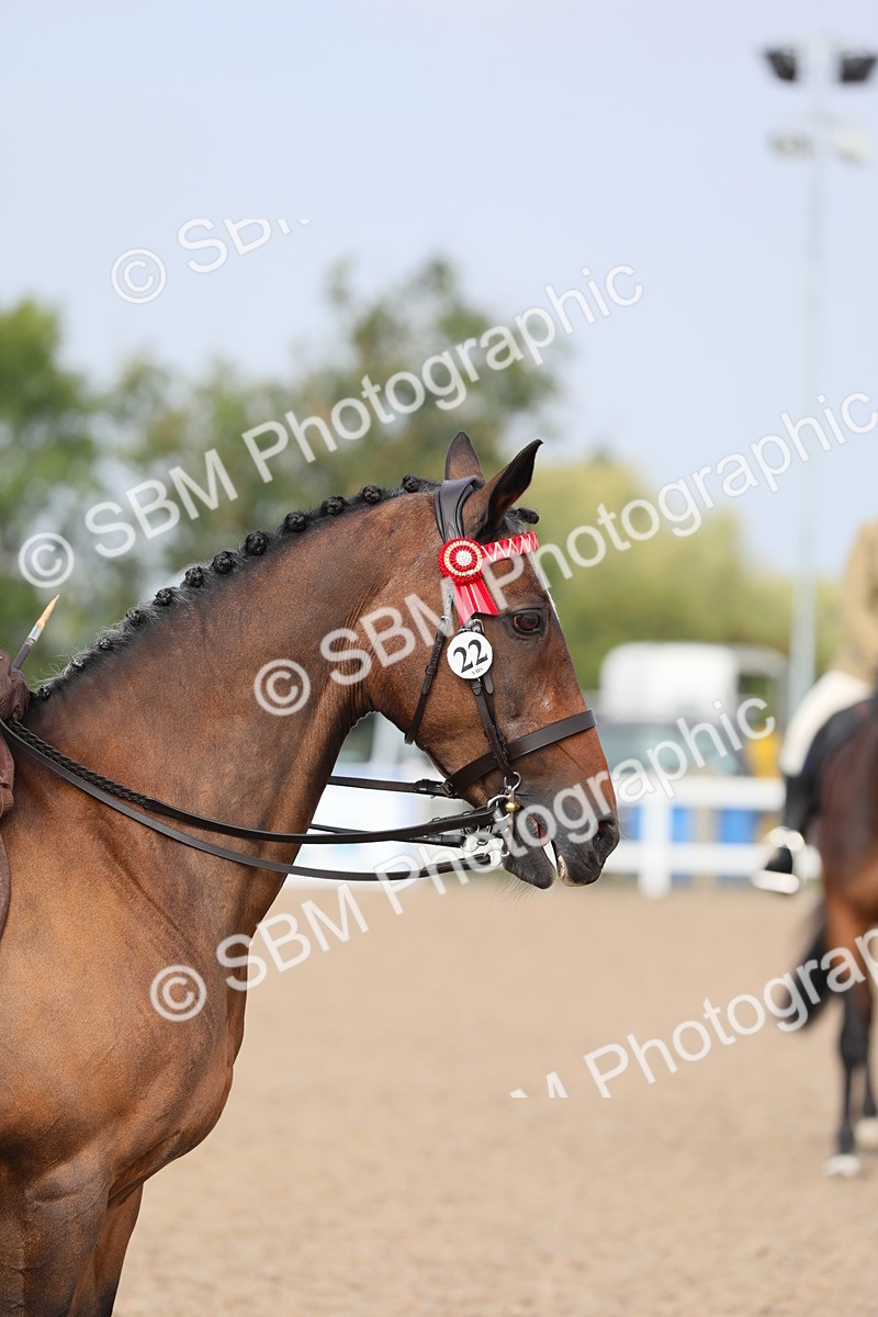 SBM_10684 - Class 303 Ridden Pure Bred Horse/Pony (excl M&M)
