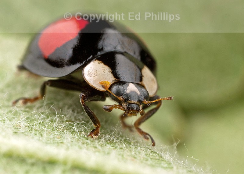Harlequin Ladybird