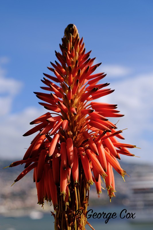 Aloe Vera Flower - Madeira