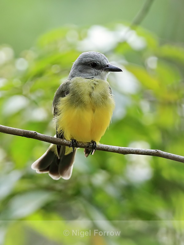 Tropical Kingbird, Gamboa, Panama - Tropical Kingbird