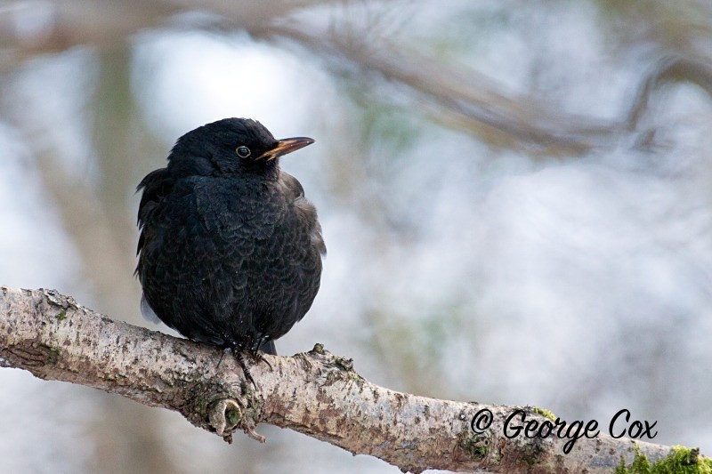 Blackbird