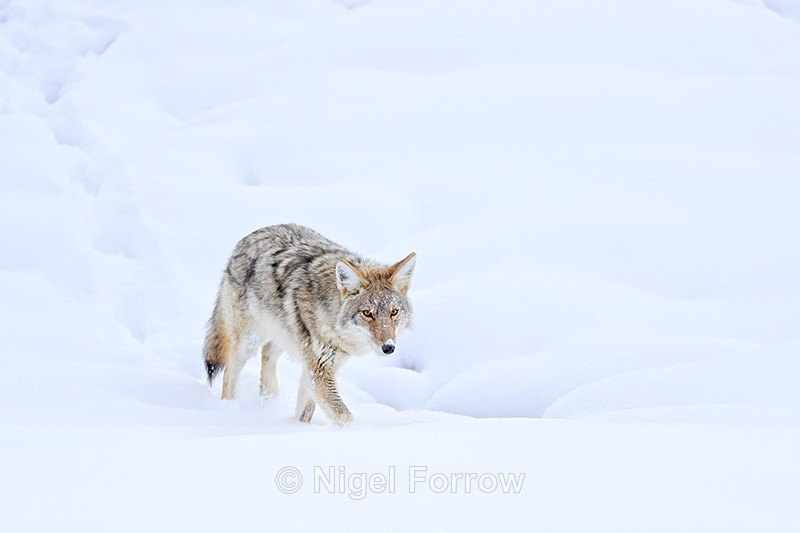 Coyote walking in snow, Yellowstone National Park - Coyote