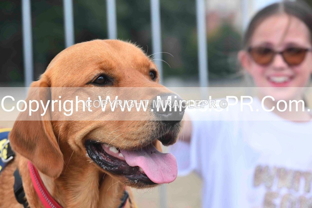 SH4_0123 - Dog show.