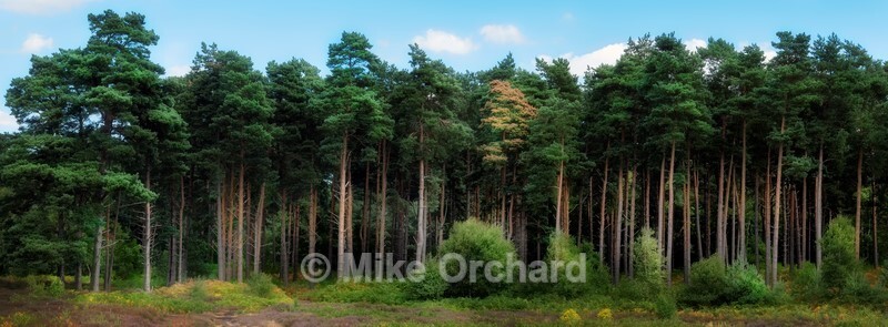 The Forest_Upper Hollesley Common_Suffolk - Landscapes