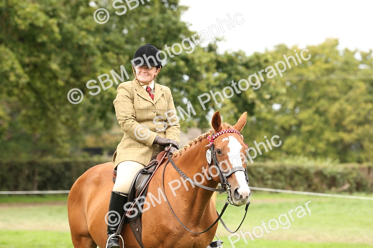 SBM_64284 - S65 - Riding Horse & Hack & Thoroughbred Ridden