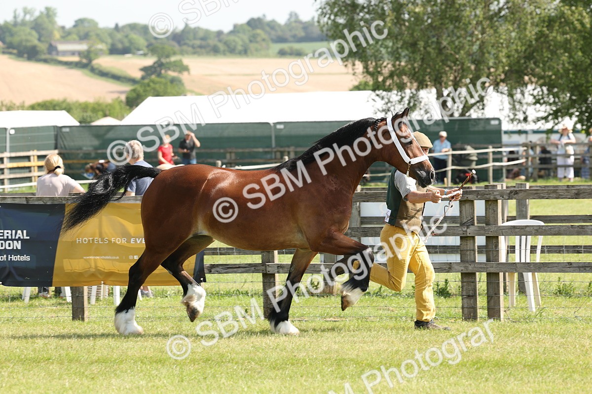 SBM_02213 - Class 6-13 - Mountatin and Moorland In Hand Welsh Breeds