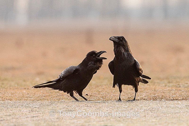 Raven - Buzzard and Drinking Pool Hides
