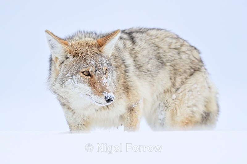 Coyote stops and looks back, Yellowstone National Park - Coyote