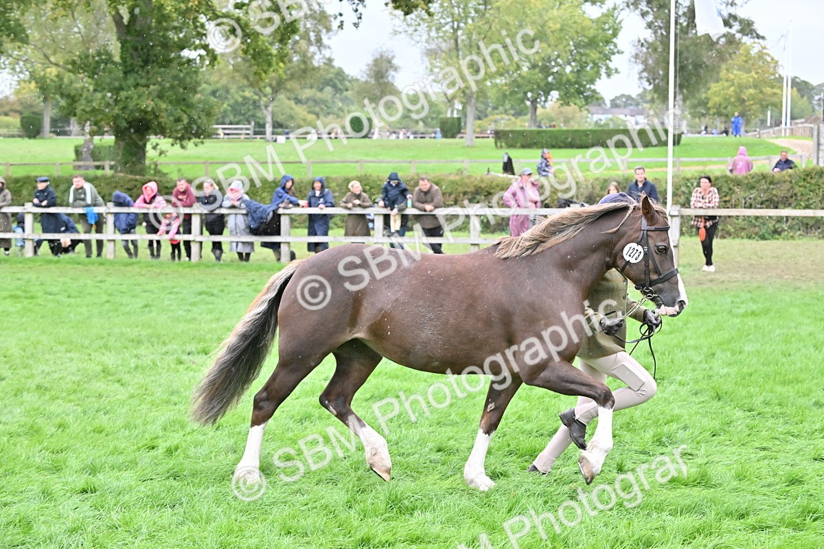 SBM_68589 - S42 - Junior Handler 9-12 Years