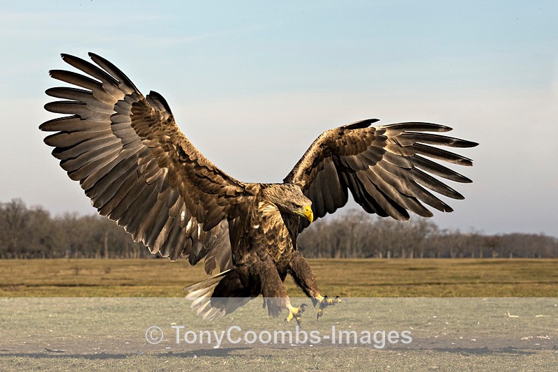 White-tailed Eagle - Eagle Hides