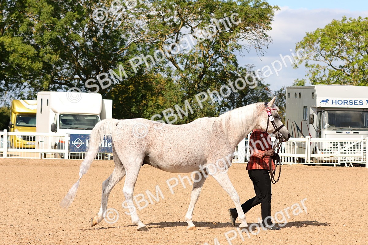 SBM_11144 - Class 208 - IH Veteran Horse