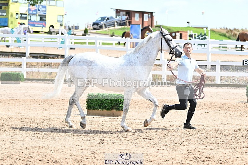 240717A-151758-02732 - Trot Up 3pm to 4pm