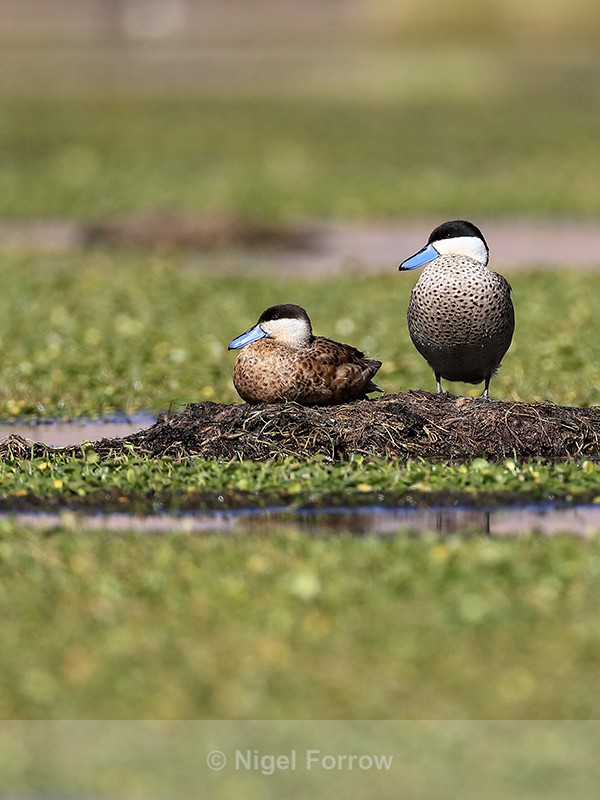 Puna Teals on nest, Rio Putana, Machuca, Chile - Puna Teal
