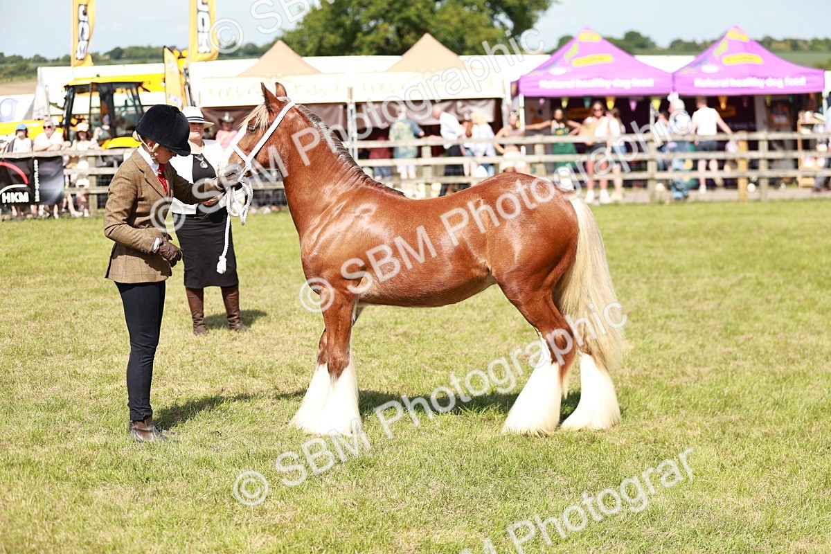SBM_08626 - Class 63-65 - Traditional Gypsy Cobs In Hand & Ridden