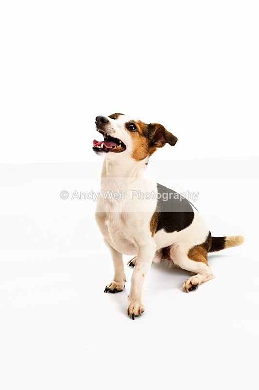 20121104-20121104-_MG_0903-1547_1-2 - Pets