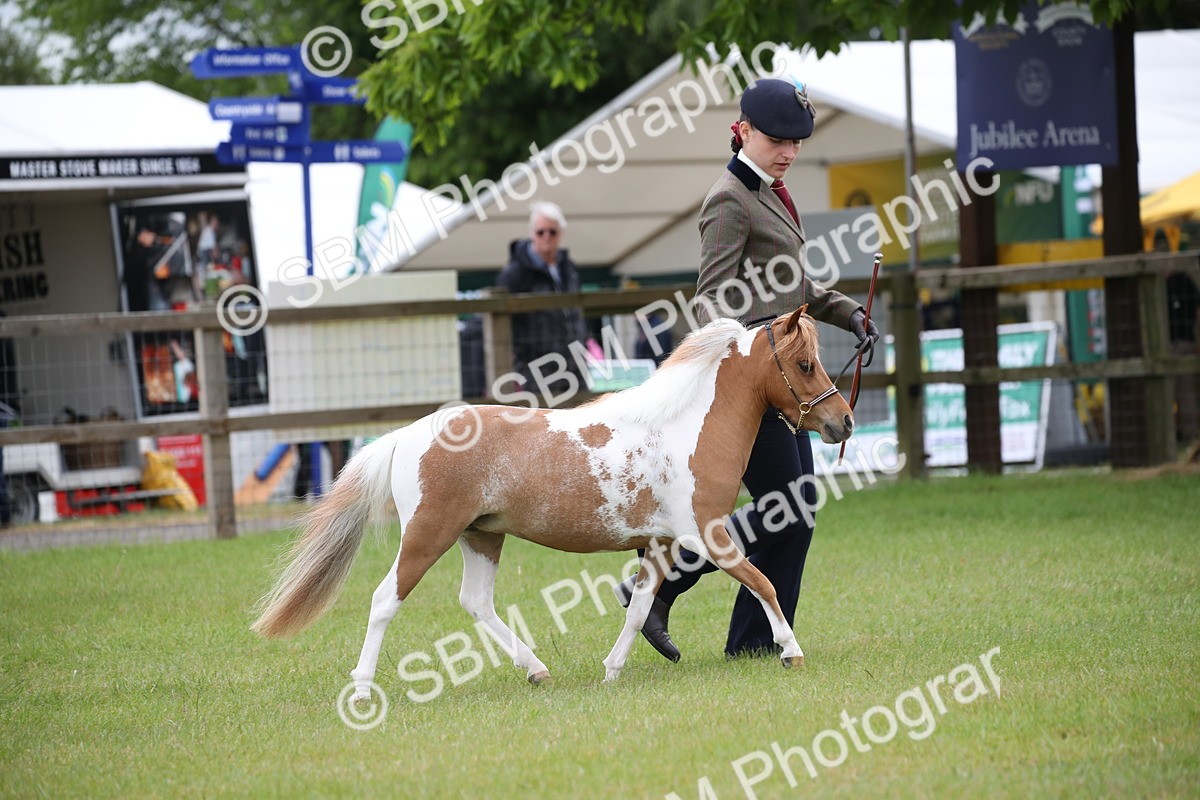 SBM_03930 - Class 23-25 - British Miniature Horse of the Year